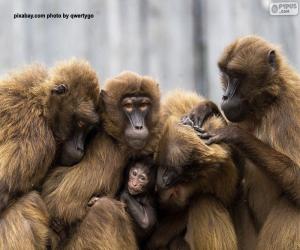 пазл Семейство обезьян